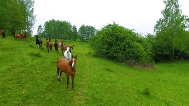 牧草地に馬が群がっていて — ストック動画