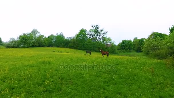 Un par de caballos en el prado verde — Vídeos de Stock