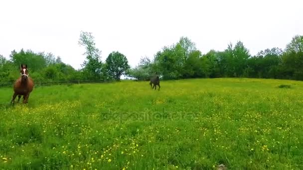 Пара лошадей на зеленом лугу — стоковое видео