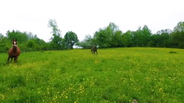 Beberapa kuda di padang rumput hijau. — Stok Video