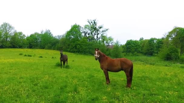 Quelques chevaux sur la prairie verte 