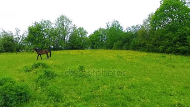 Quelques chevaux sur la prairie verte 
