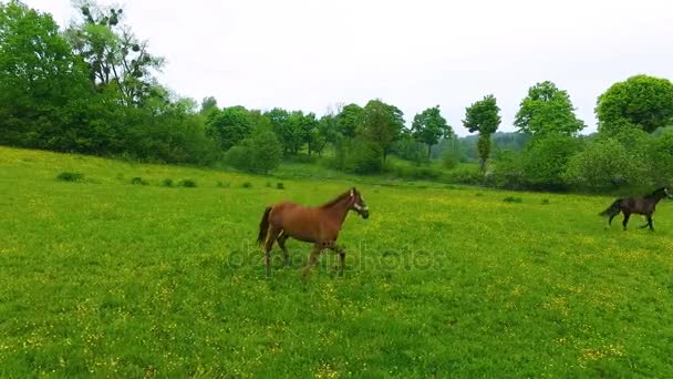 Dois cavalos no prado verde. — Vídeo de Stock