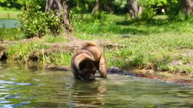 Amerikan Akita köpek su