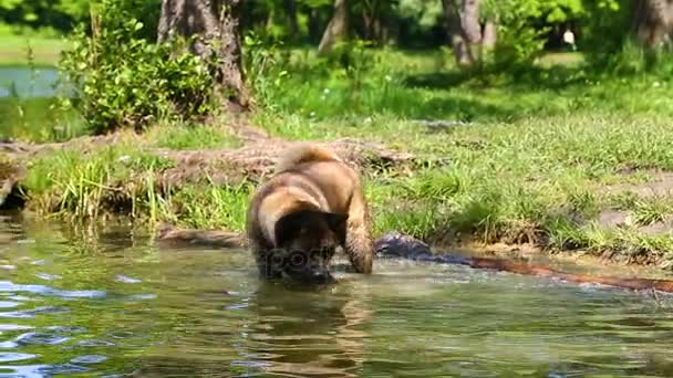 American Akita hund i vattnet — Stockvideo