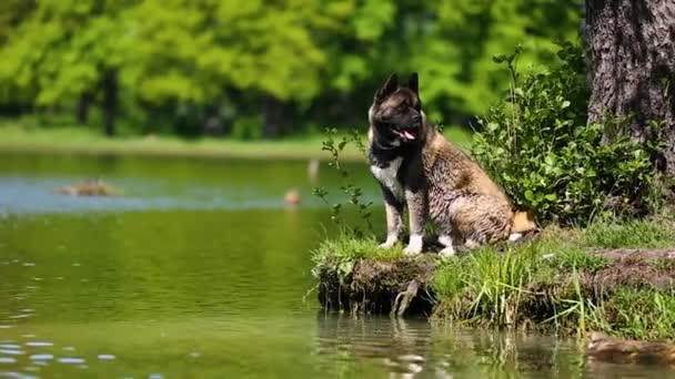 Американская собака Акита в воде — стоковое видео