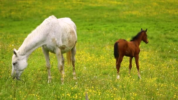Милые лошади на подснежнике — стоковое видео