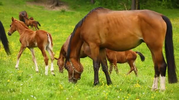 Cute horses on the meadow — Stock Video