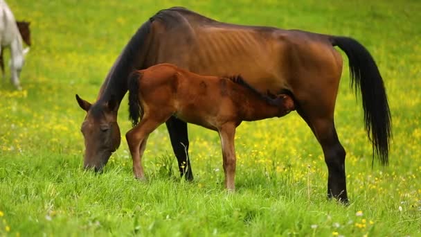 Caballos lindos en el prado — Vídeos de Stock