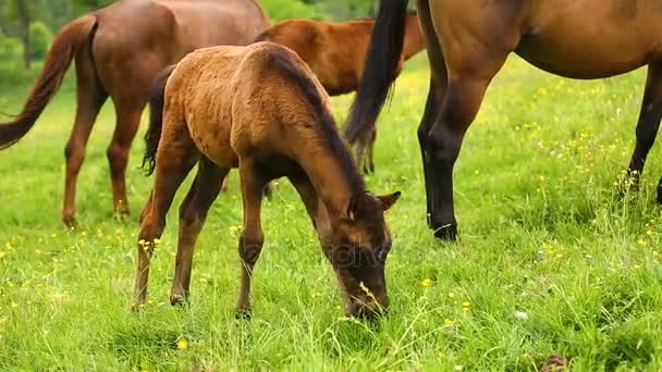 Caballos lindos en el prado — Vídeo de stock