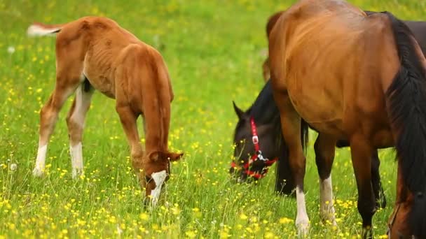 Leuke paarden op het weitje — Stockvideo