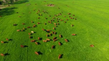 Limousin sığır sahada