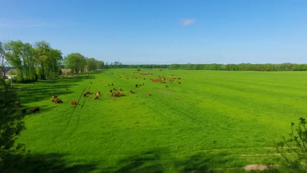 Limousin cattle on the field — Stock Video