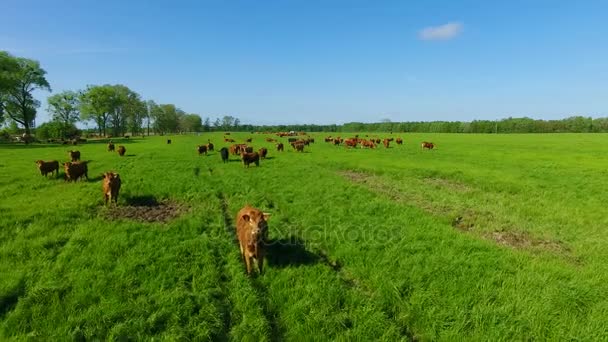 Limousin boskap på fältet — Stockvideo
