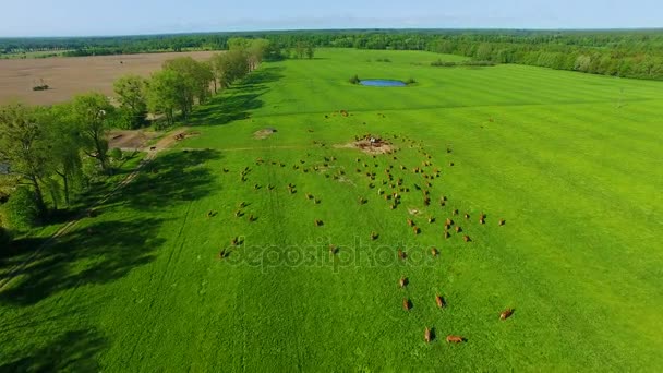 Limousin boskap på fältet — Stockvideo