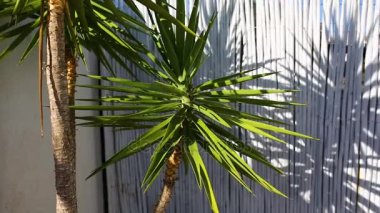 Açık havada küçük palmiye ağacı