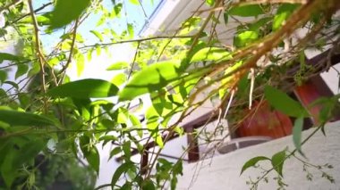 Cretan Village, Crete