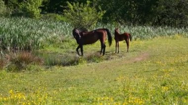 Sulama yerinde atlar