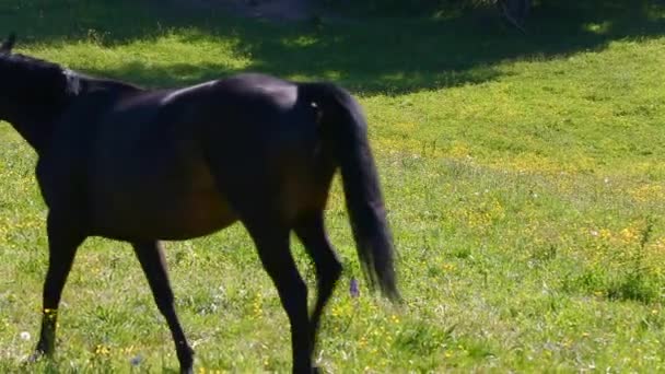 Niedliche Pferde auf der Weide — Stockvideo