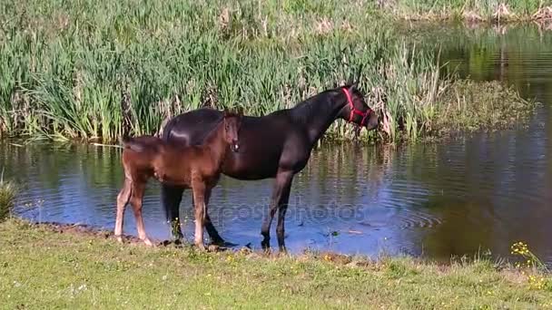 Horses at the watering — Stock Video
