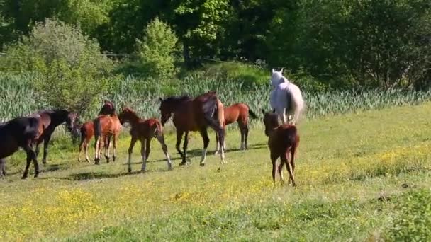 Caballos en el riego — Vídeos de Stock