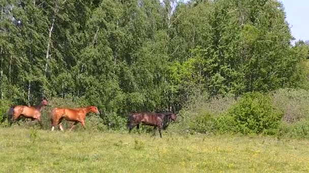 Pferde auf der Weide — Stockvideo