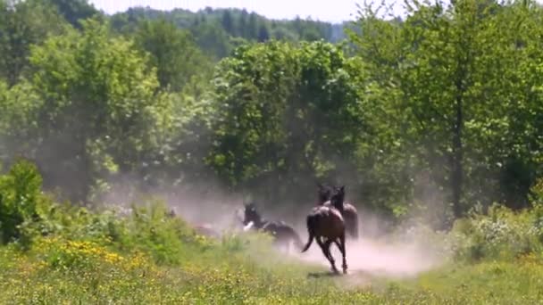 Cavalos no prado — Vídeo de Stock