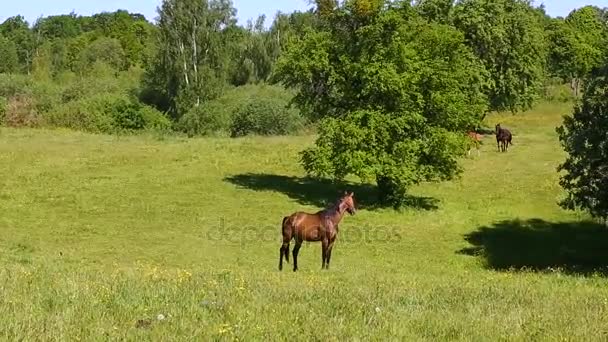 牧草地で馬が — ストック動画