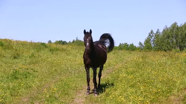 Eenzame paarden op de weide — Stockvideo