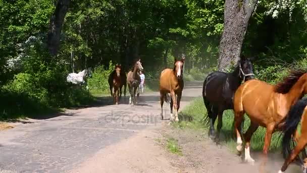 Kudde paarden over een landweg — Stockvideo