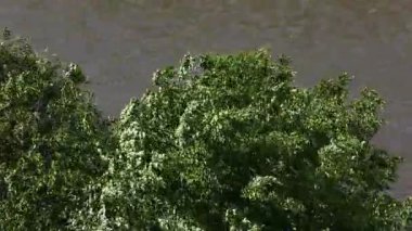 Güçlü Rüzgar ağaçlarda