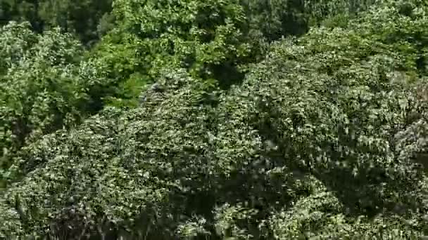 Les arbres dans un vent fort 