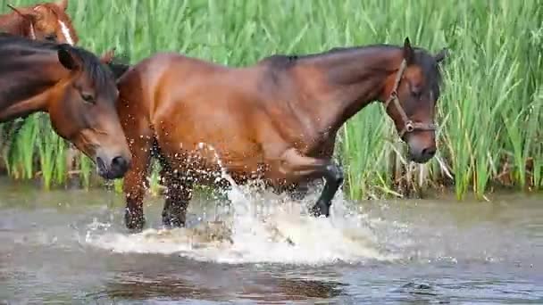Koně v jezeře — Stock video