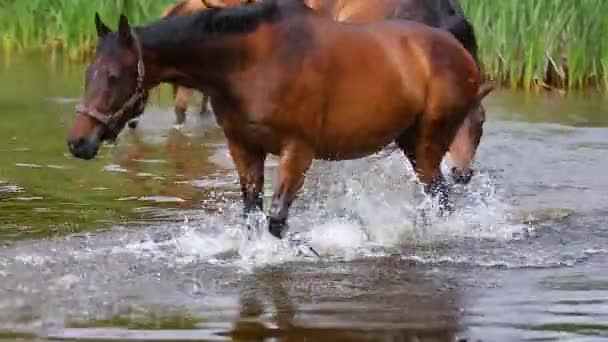 湖の馬 — ストック動画