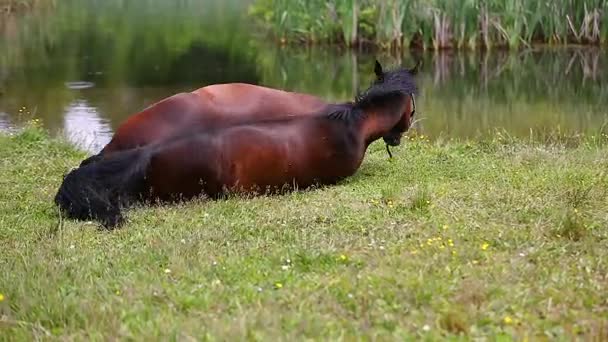 Horse is lying on grass — Stock Video