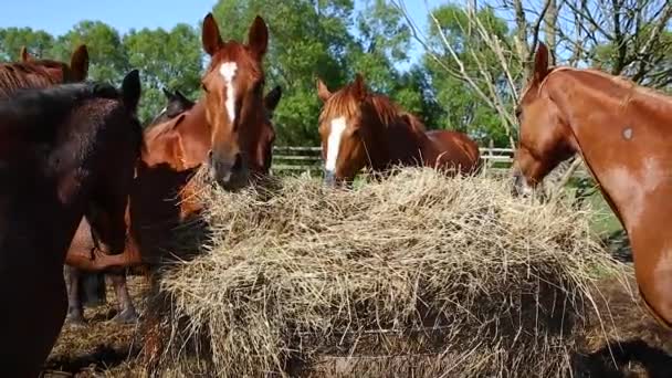 Paarden eten het hooi — Stockvideo