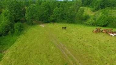 At, havadan görünümü sürüsü