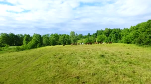 Rebanho de cavalo, vista aérea — Vídeo de Stock