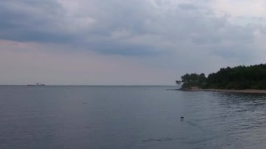 Vahşi uçan karabatak