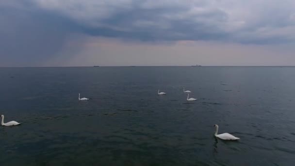 Семья лебедей в море — стоковое видео