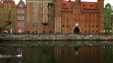 Kuğu Gdansk kanallarında