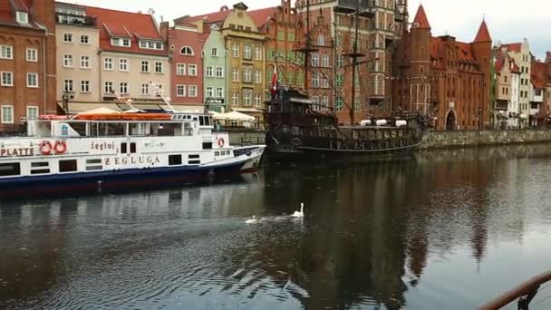 Hattyúk a csatornák Gdansk — Stock videók