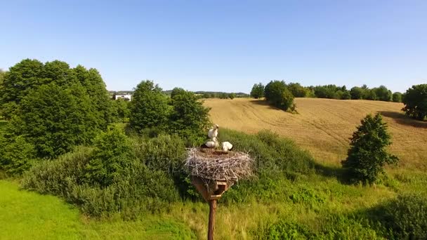 Ooievaars in het nest — Stockvideo