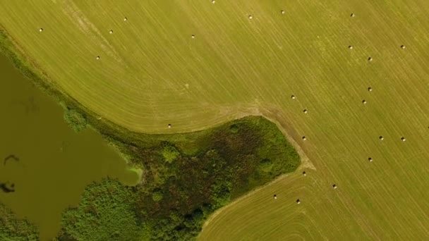 Feld mit Heuhaufen — Stockvideo