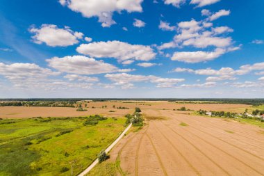 campo dorado en verano