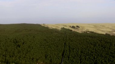 Curonian Spit ormanda