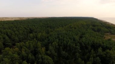 Curonian Spit ormanda