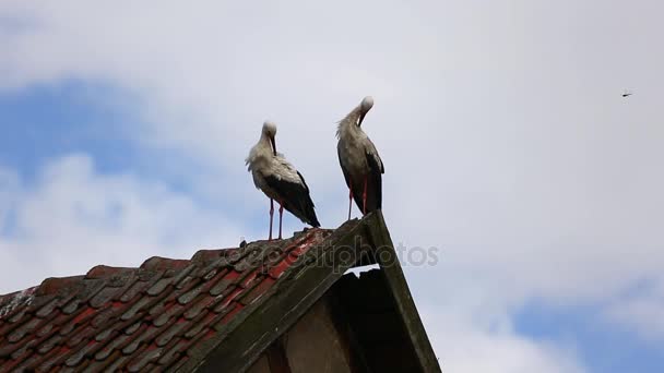 De ooievaars op het dak — Stockvideo