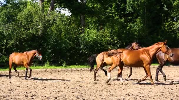 Besättningen av hästar i sommar — Stockvideo