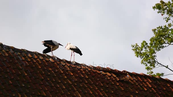 A gólyák a tetőn — Stock videók